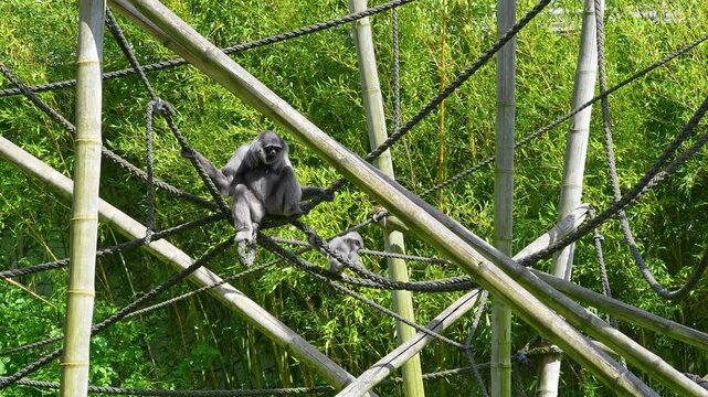 Family of Silvery gibbon, Hylobates moloch. The silvery gibbon ranks among the most threatened species.