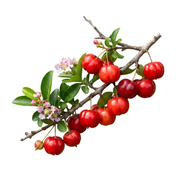 Barbados cherry branch with ripe red fruit and flowers isolated on white background