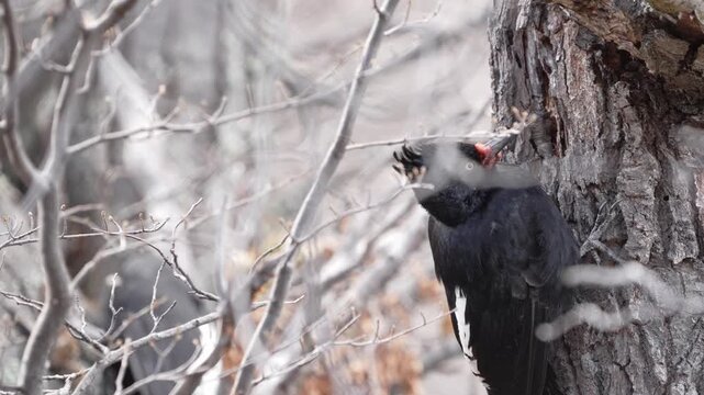 Male Magellanic woodpecker feeding a juvenile in the Southern Patagonian forest of Argentina. Closeup view at eye level im slowmotion.