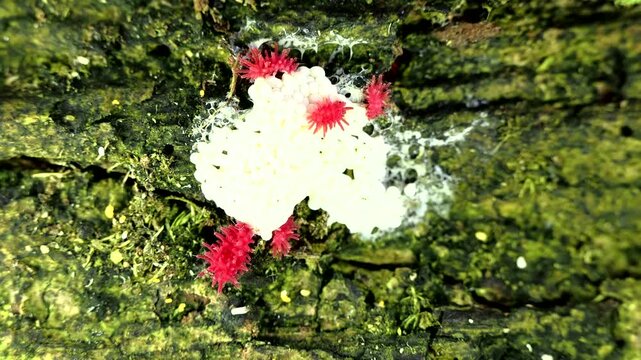 Red Springtails tiny animals in Tropical Rainforest in Thailand and Southeast-Asia.