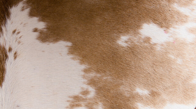 Authentic Brown and White Cowhide Texture
