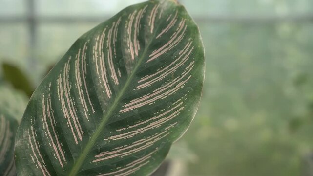 Pinstripe Calathea Ornata Leaf Velvet Texture and Pink Stripes