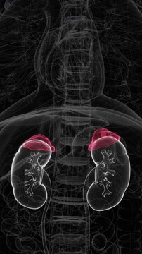 Adrenal incidentaloma is an unexpectedly discovered mass in an adrenal gland, typically identified during imaging performed for another medical condition or unrelated reason in Vertical UHD