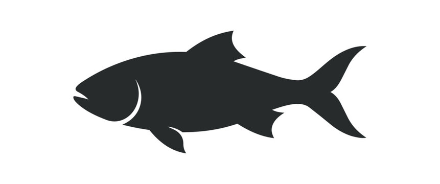 Silhouette of a Tarpon Fish Swimming in Water.