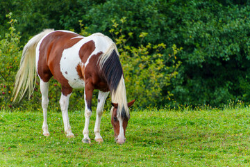 koń  © Damian