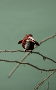 A White-throated Kingfisher (Halcyon smyrnensis) perched on a bare, slender tree branch with its beak slightly open