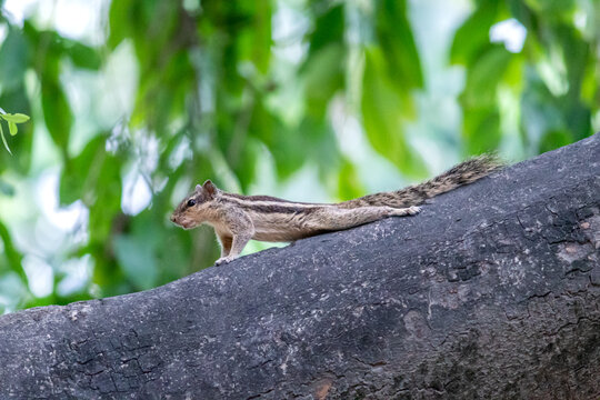 Indian Palm Squirrel Lying Flat on Thick Tree Branch. Relaxed Palm Squirrel Splooting Gracefully Under Lush Green Canopy