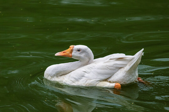 White Domestic Goose Swimming Gracefully on Calm Green Pond Water. Goose Showing Orange Knob Bill Swimming in Ripple Water