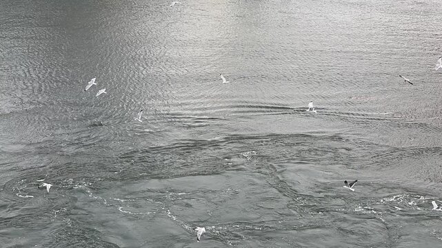 Seagulls flying in slow motion over turbulent water