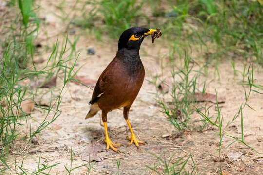 A Common Myna (Acridotheres tristis) standing alertly on the ground while holding an insect or earthworm in its beak