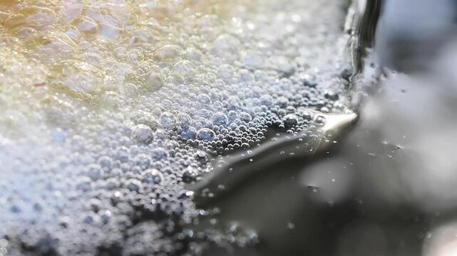 Cluster of yellowish-white foam floats on the dark water surface against the edge of a plastic container this is a frog egg mass or foam nest.