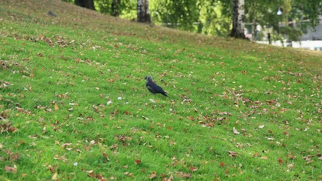 Black western jackdaw walking on a grassy hill in autumn