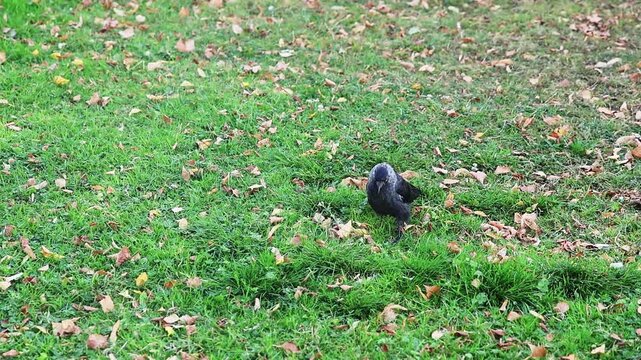 Western jackdaw bird walking on green grass