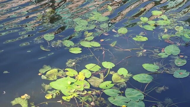 Water lily pads floating on a gentle rippling pond