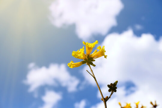 Blooming yellow ipetree branch with vibrant flowers against blue sky with white clouds