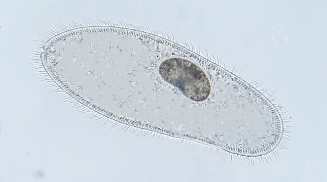Microscopic Observation of Paramecium (Paramecium caudatum) Under Brightfield