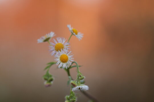 fiori di erigeron in inverno al tramonto in un campo