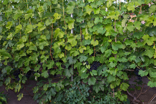 Lush green grapevines form a dense living wall, completely covering the vertical supports. Clusters of dark blue ripe grapes peep through the abundant bright foliage, getting ready for harvest.