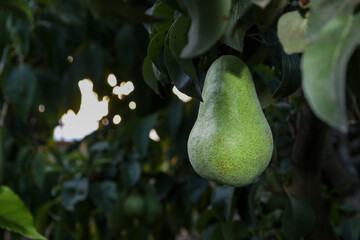 A juicy green pear hangs on a branch amidst dense dark green leaves. Sunlight gently filters through the tree canopy, highlighting the natural texture and freshness of the ripening fruit. © Олег Струс