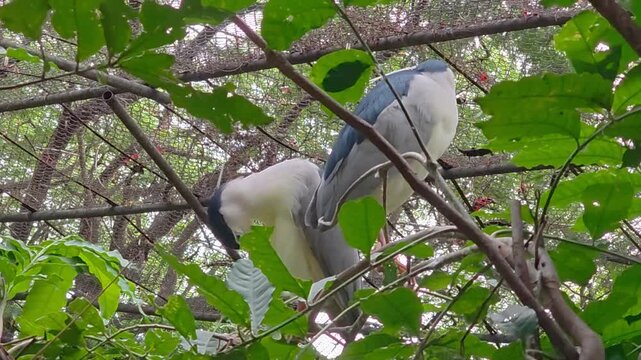 Grey Herons Perched Among Tree Branches