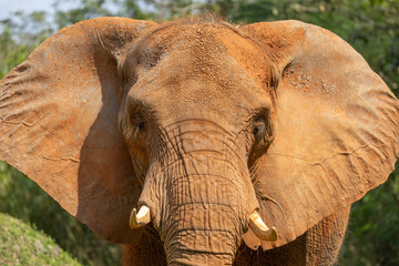 African female bush elephant portrait. Miami Metro Zoo, Miamia, FLorida, USA.