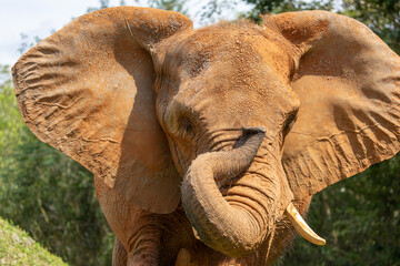 African female bush elephant portrait. Miami Metro Zoo, Miamia, FLorida, USA.