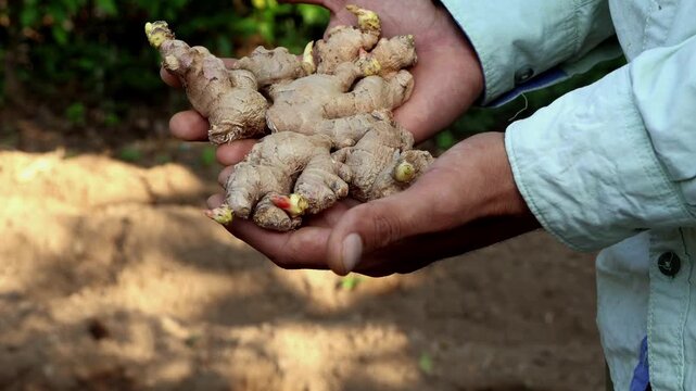 Real-time close-up video of a young South Asian farmer holding fresh ginger buds, or ginger planting material, before planting during summer in Himachal Pradesh, India.