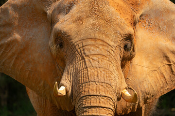 African female bush elephant portrait. Miami Metro Zoo, Miamia, FLorida, USA.