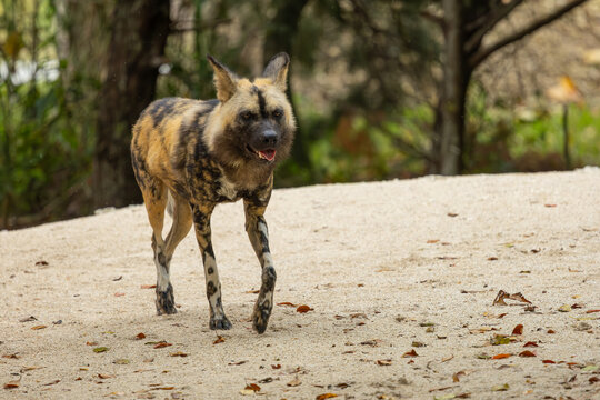 African wild dog on the move. Miami Metro Zoo, Miamia, FLorida, USA.