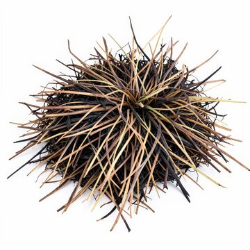Charred grass blades after grassfire isolated on white, dried plant remains, burnt foliage texture, natural disaster consequence