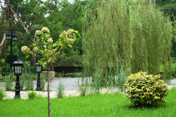 Green garden park scene with willow tree and hydrangea © jackreznor