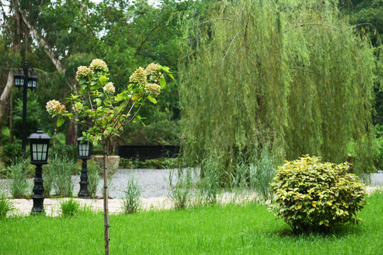 Green garden park scene with willow tree and hydrangea