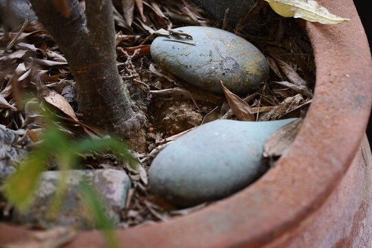 Plant stem growing in a terracotta pot with stones