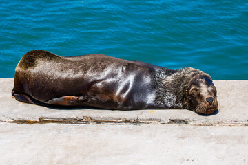 Fototapeta premium sleeping sea lion