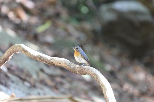 yellow billed kingfisher