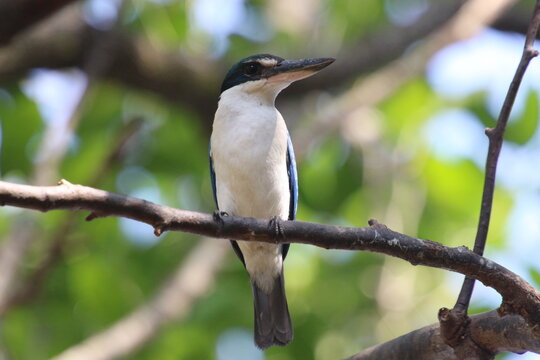 black capped kingfisher