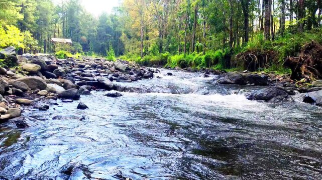 River Flowing over Rocky Banks Through a Tranquil Green Forest with Clear Water and Lush Foliage Creating a Serene Natural Landscape