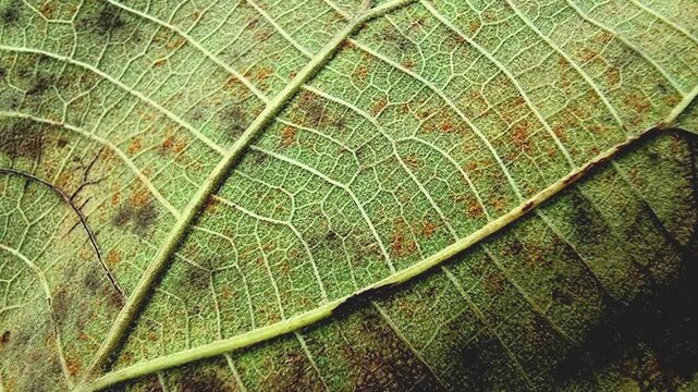 Detailed Teak Leaf Vein Texture Panning Horizontally For Motion Graphic Background In 4K Macro Slow Motion Loop