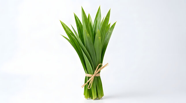 Fresh aromatic green pandan leaf bundle tied with natural fiber, a staple Indonesian flora ingredient