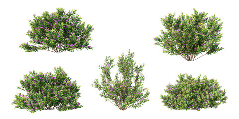 Crowea exalata flowering shrub collection isolated on transparent background © Frans Kazan