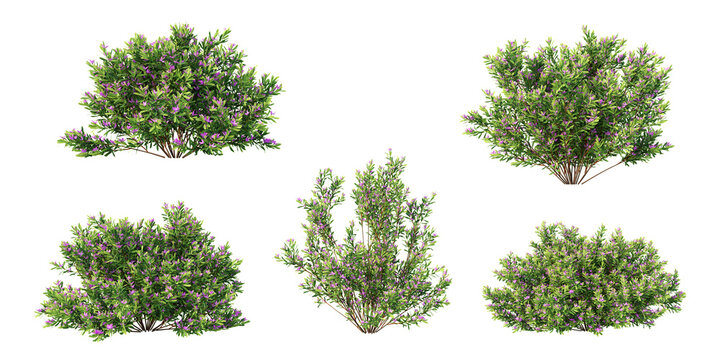 Crowea exalata flowering shrub collection isolated on transparent background