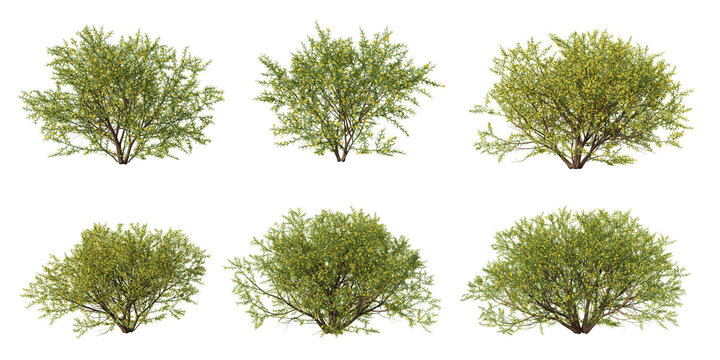 3D Rendered Common Gorse Flowering Shrubs Collection Isolated on Transparent Background