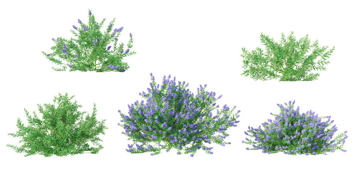 Ceanothus thyrsiflorus flowering shrub collection isolated on transparent background