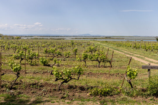 Vineyard landscape on the Maguelone peninsula, H&eacute;rault, France