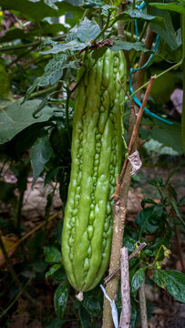 close-up photograph featuring a fresh, ripe green bitter melon (Momordica charantia) hanging vertically on its vine amidst lush green foliage. 