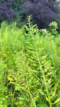 Green weeds and invasive garden plants grow unchecked during the summer season. Lush herbs and tall botanical growth crowd the cultivated soil. Vertical video.