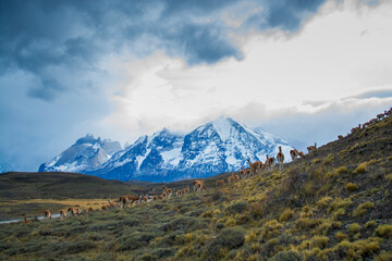 Fototapeta premium Guanacos in Andes environment, Torres del Paine National Park, Patagonia, Chile.