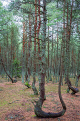 coniferous forest and pine trees with curved trunks © elenvd