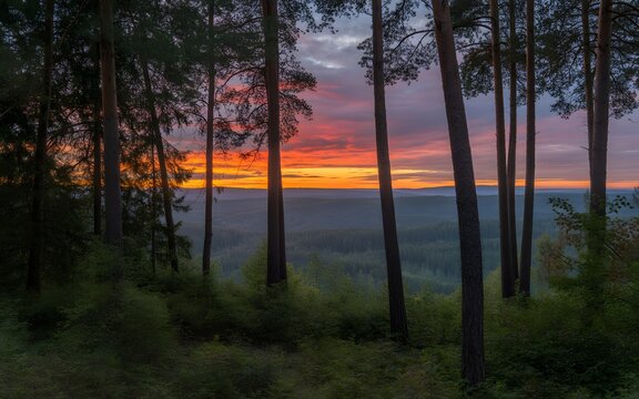 Vibrant orange sunset glows intensely behind tall dark pine trees framing a vast forested valley creating a peaceful wilderness scene captured during the calm golden hour of a summer evening