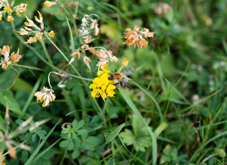 Horizontal view of bumblebee with open wings collecting nectar on yellow wildflower in meadow © Hiang